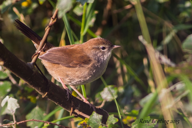 Cetti's Zanger