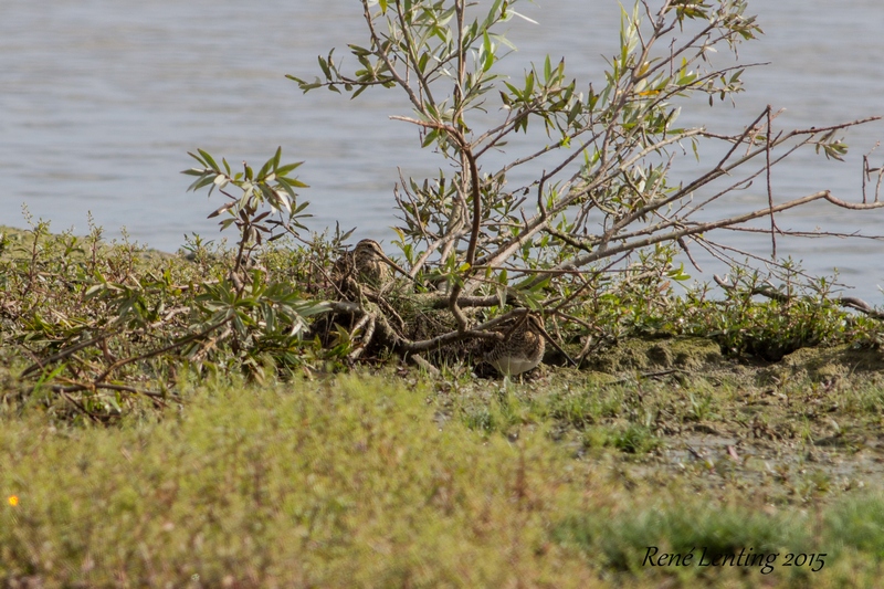Watersnip