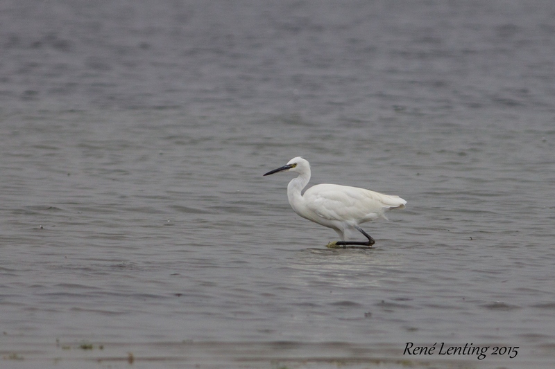 Kleine Zilverreiger