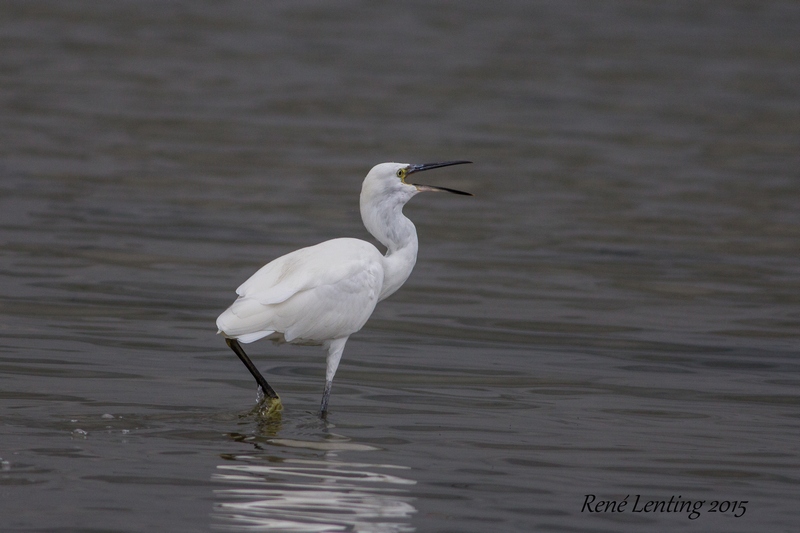 Kleine Zilverreiger