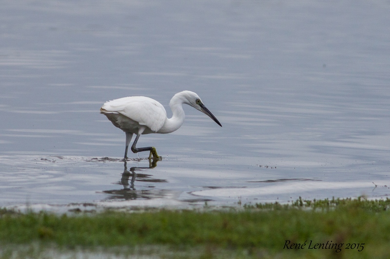 Kleine Zilverreiger