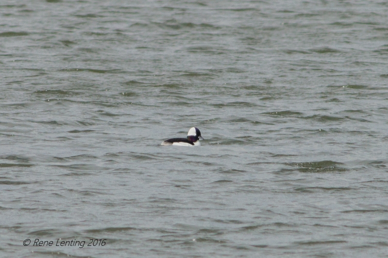 Buffelkopeend