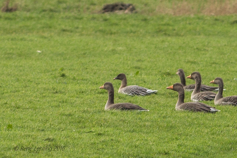 Kleine Rietgans