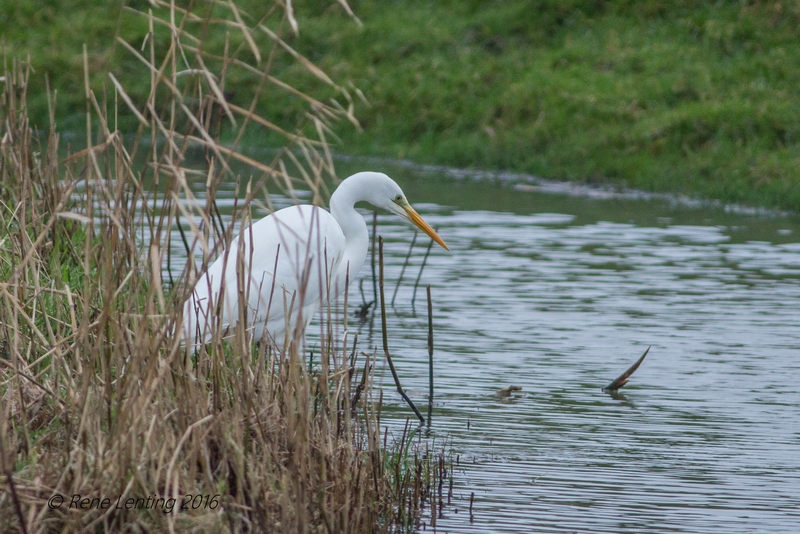 Grote Zilverreiger