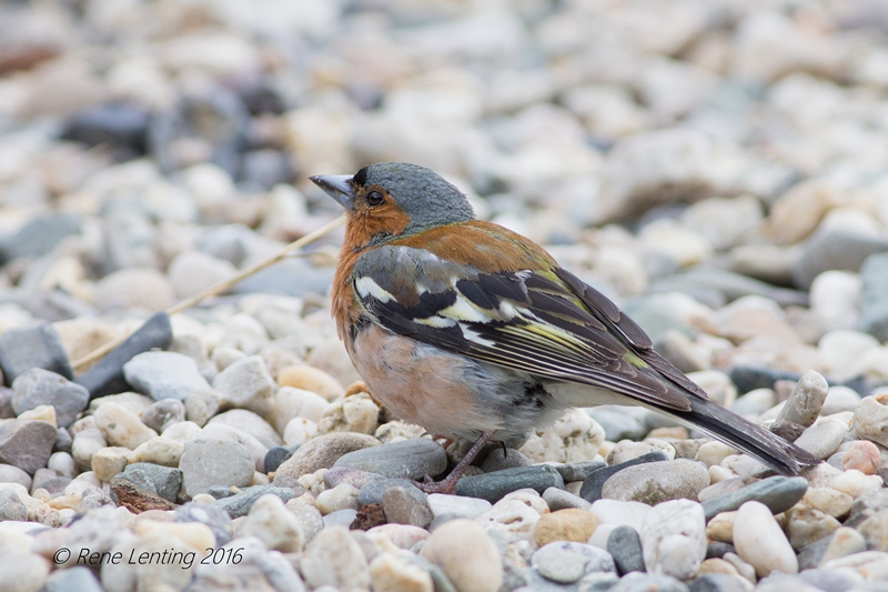 Vink