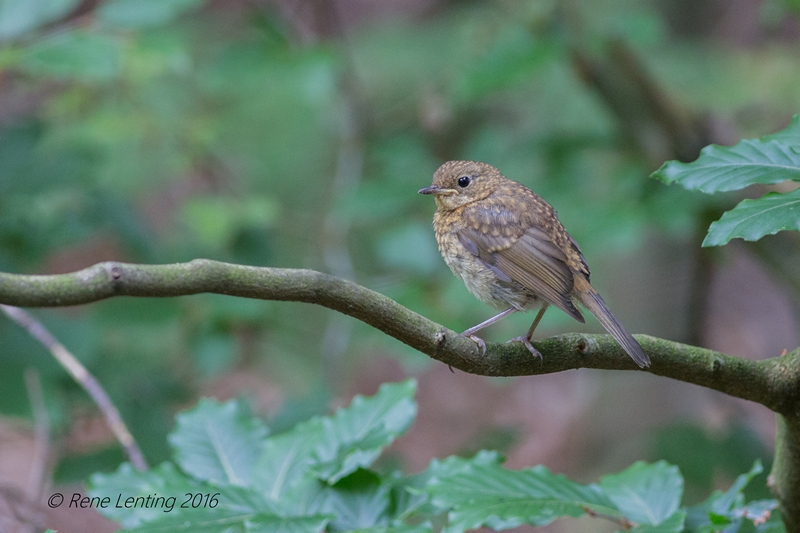 Roodborst