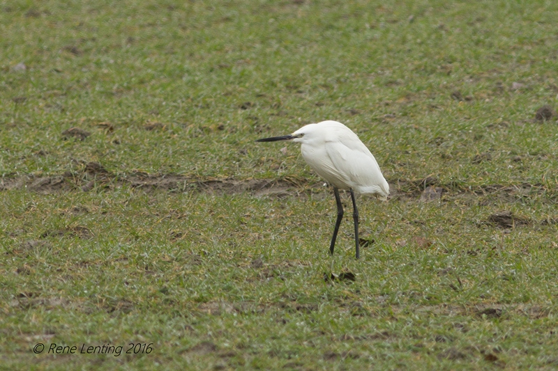 Kleine Zilverreiger