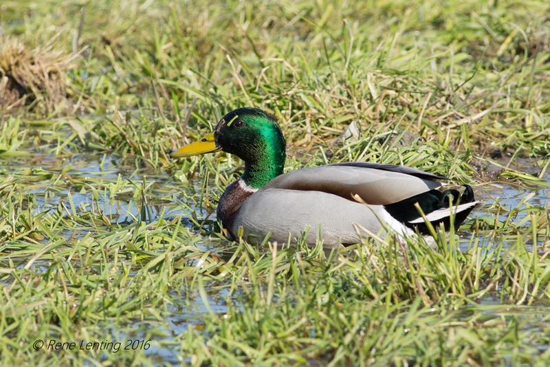 Wilde Eend