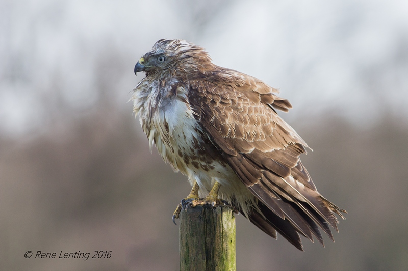 Buizerd