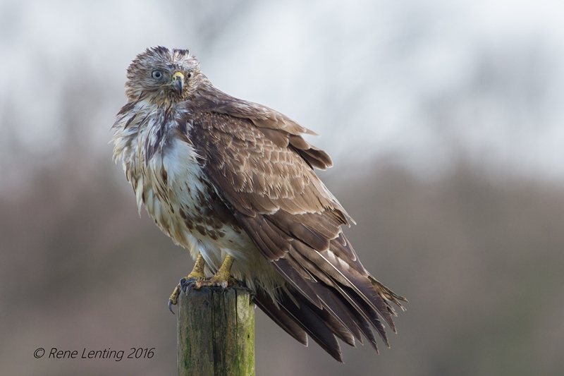 Buizerd