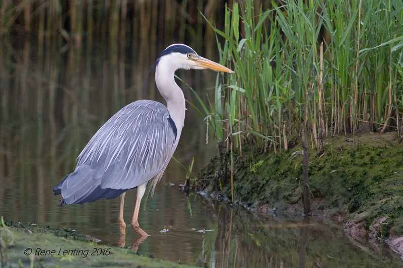 Blauwe Reiger