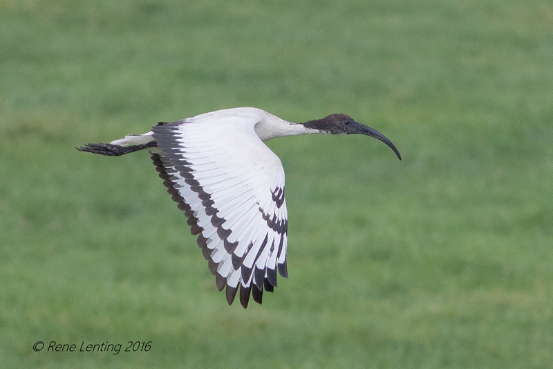 Heilige Ibis