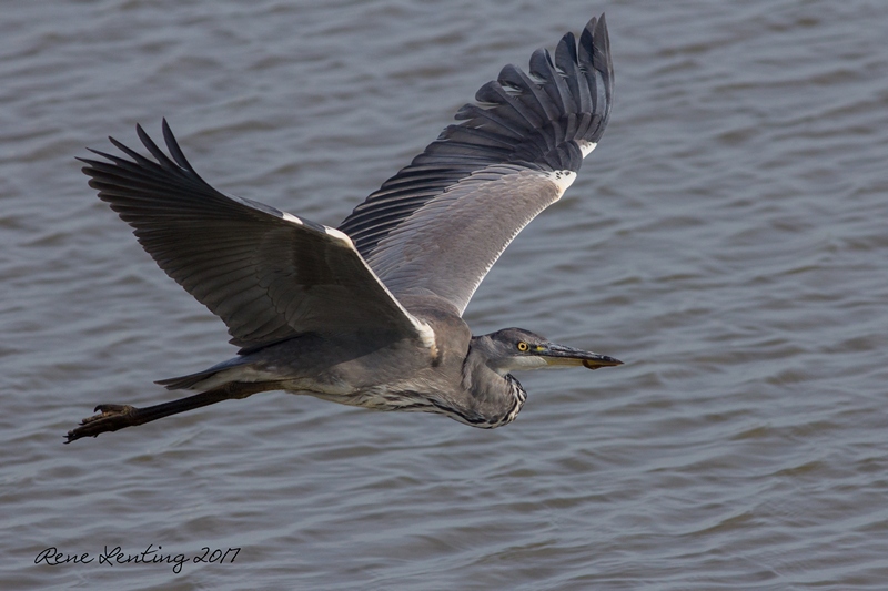 Blauwe Reiger