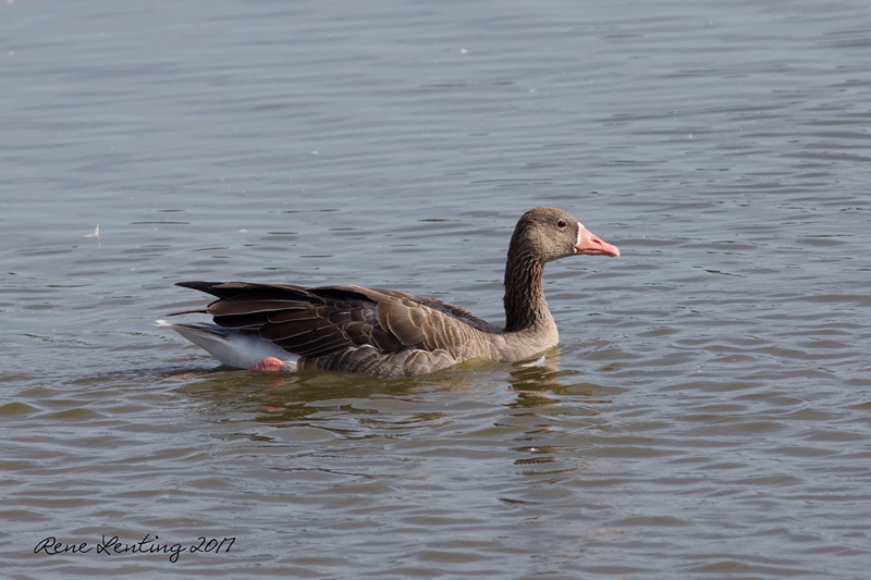 Grauwe Gans