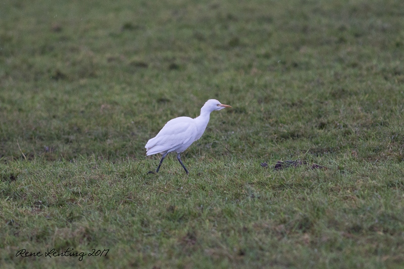 Koereiger
