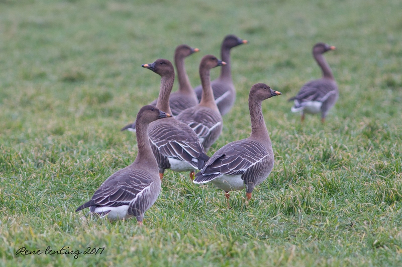 Toendrarietgans