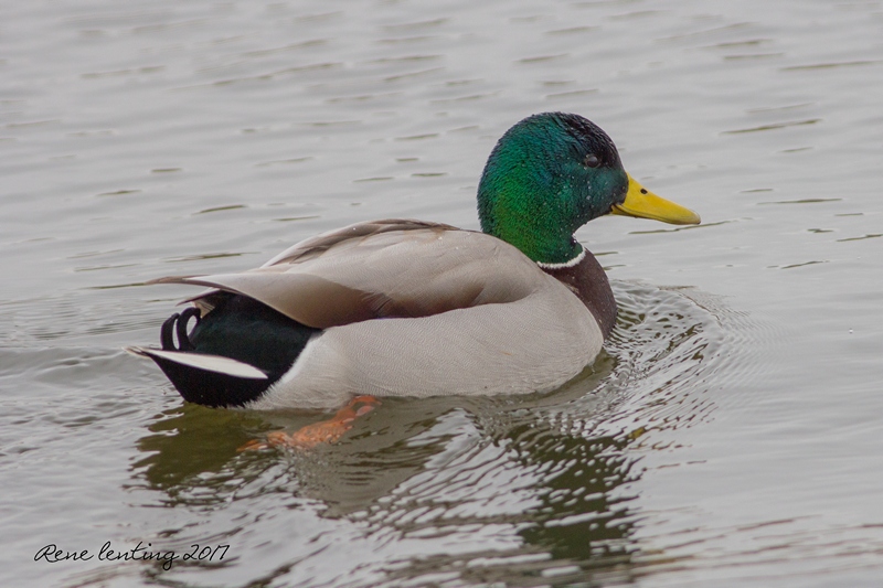 Wilde Eend ♂