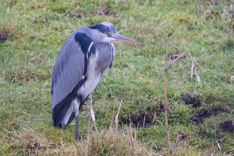 Blauwe Reiger