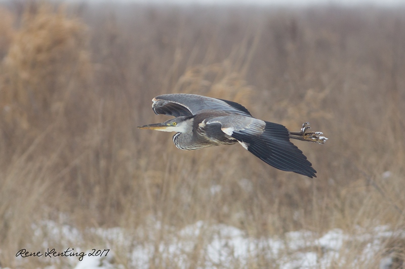 Blauwe Reiger