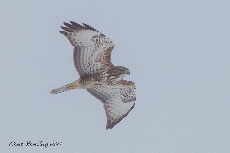 Buizerd