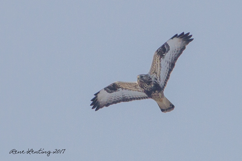 Ruigpootbuizerd