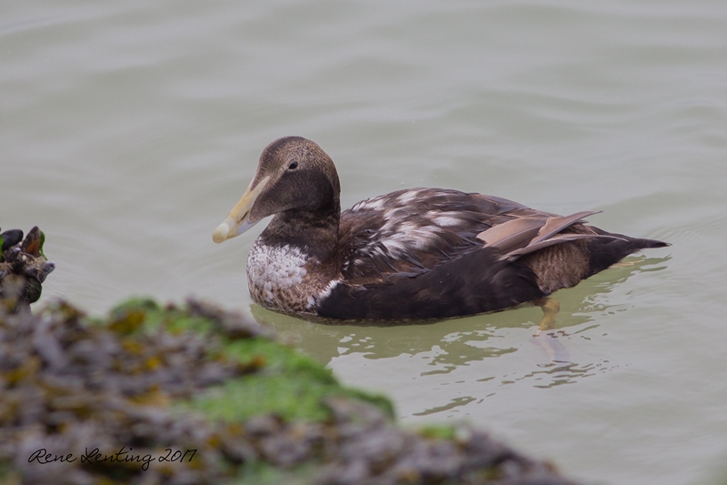 Eider (juv)
