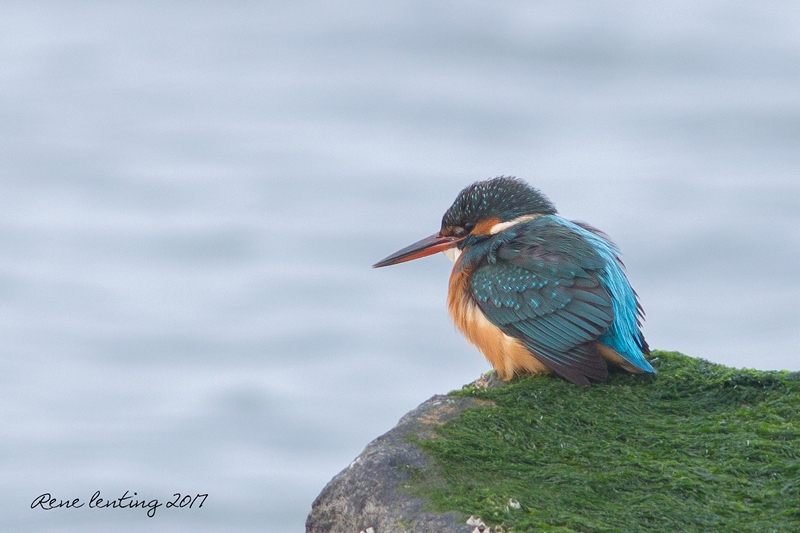 IJsvogel