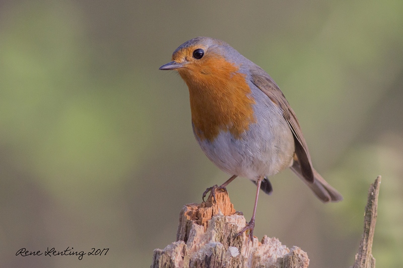 Roodborst