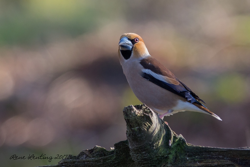 Appelvink
