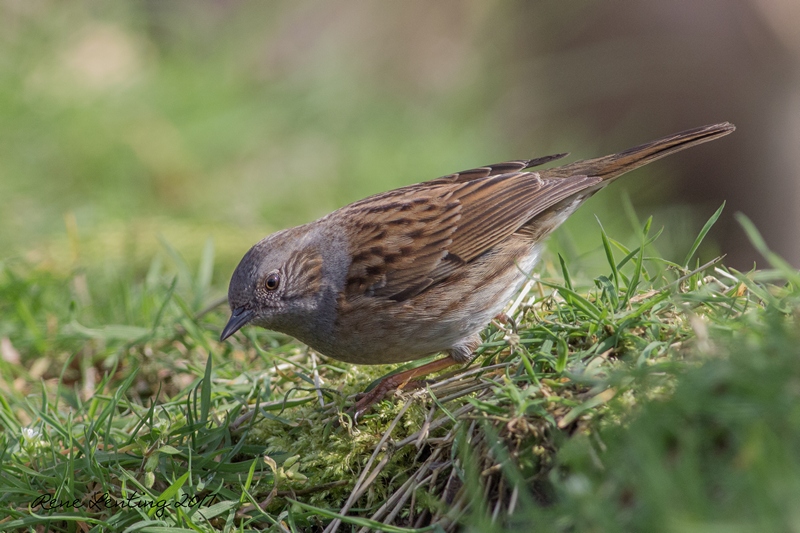Heggenmus