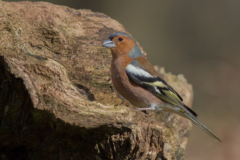 Vink