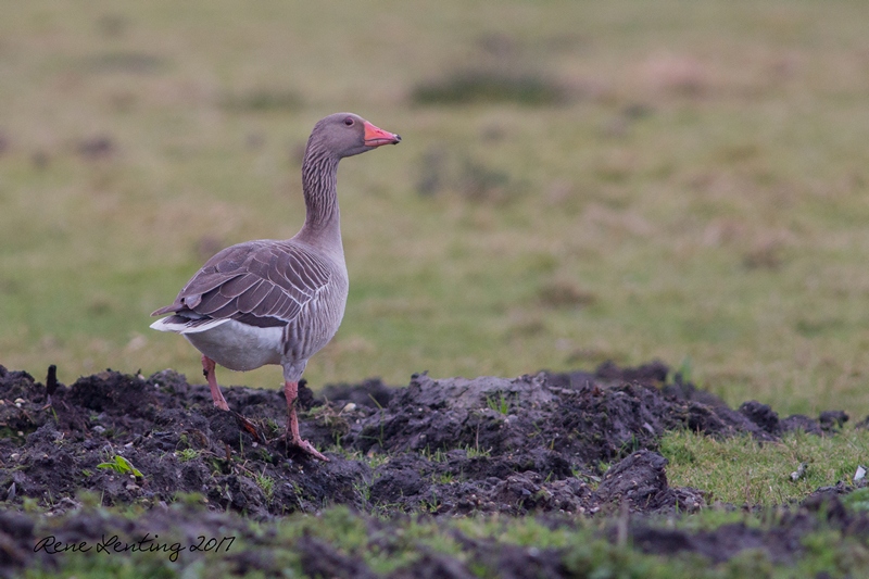 Grauwe Gans