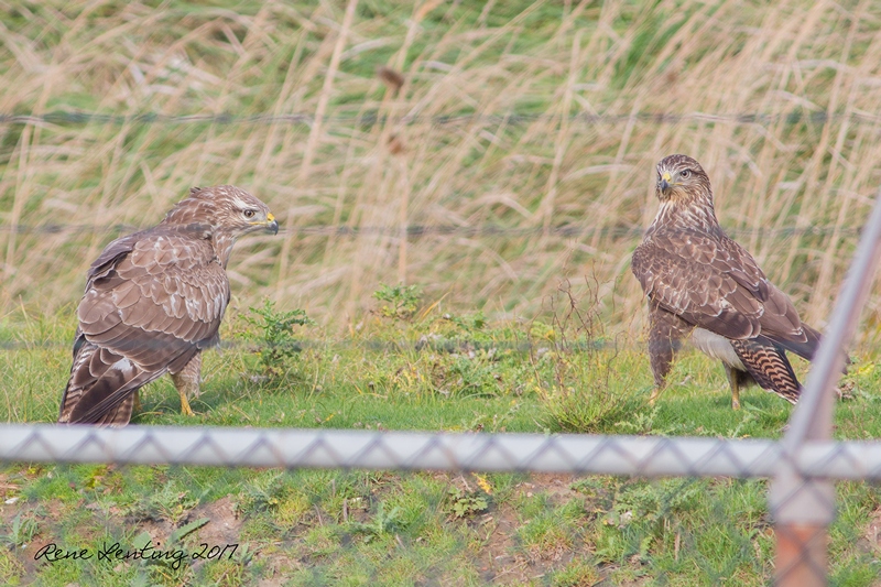 Buizerd