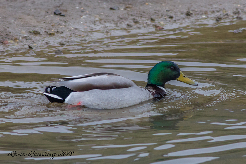 Wilde Eend