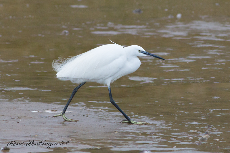 Kleine Zilverreiger