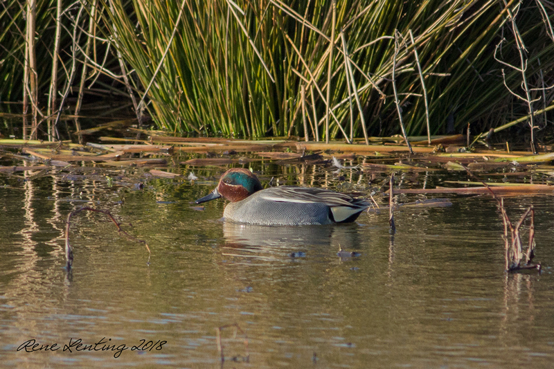 Wintertaling