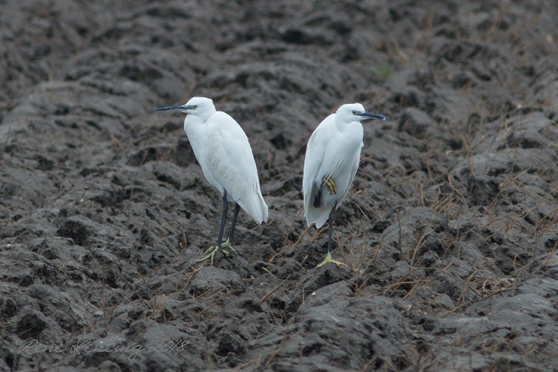 Kleine Zilverreiger