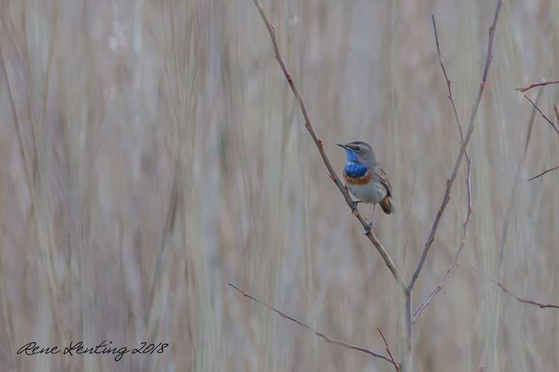 Blauwborst