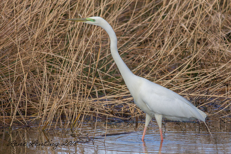Grote Zilverreiger