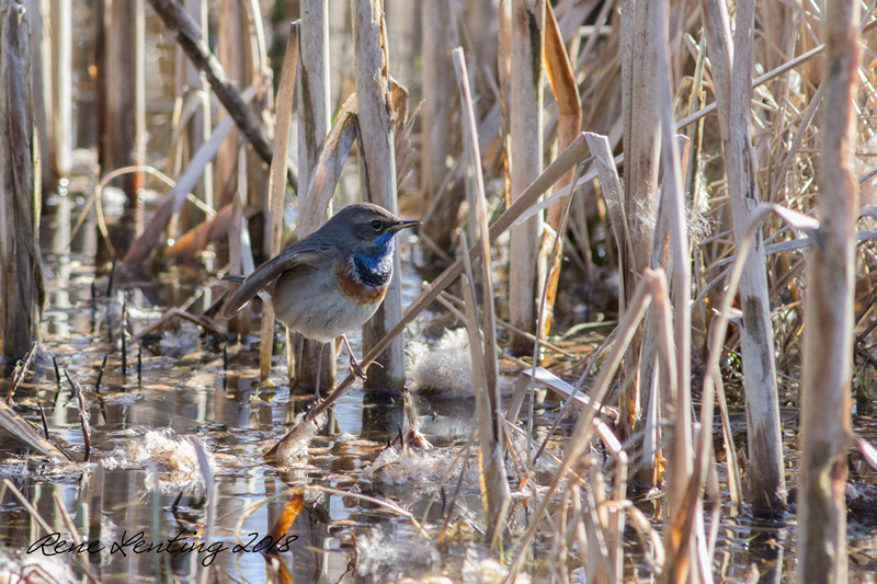 Blauwborst