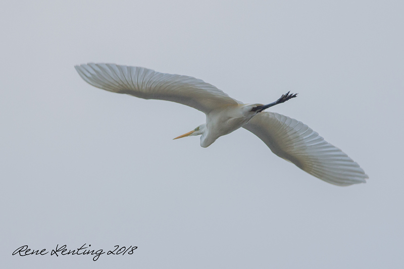 Grote Zilverreiger