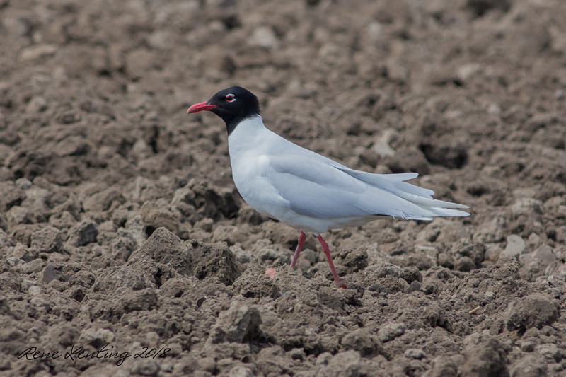 Zwartkopmeeuw