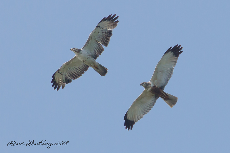 Buizerd