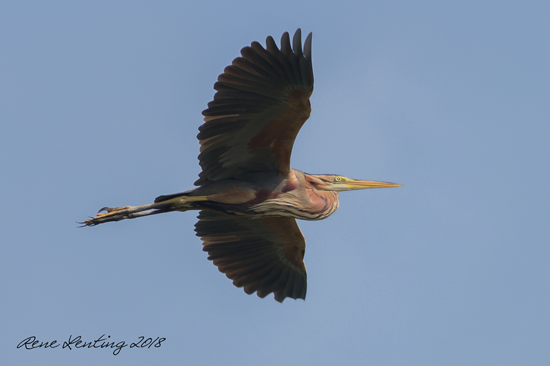 Purperreiger