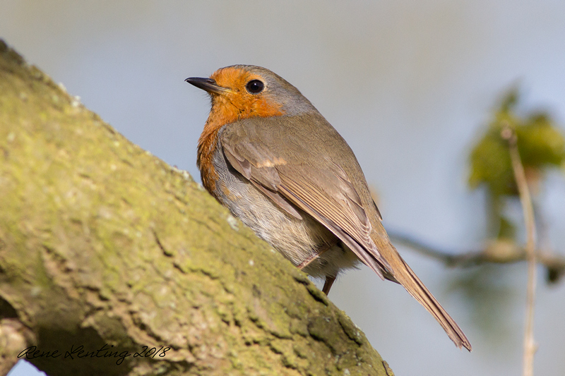 Roodborst