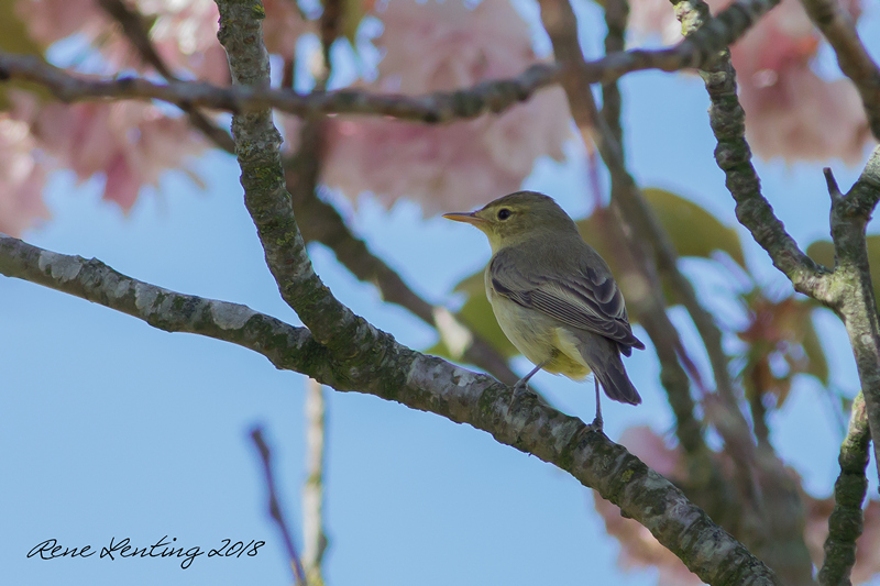 Spotvogel
