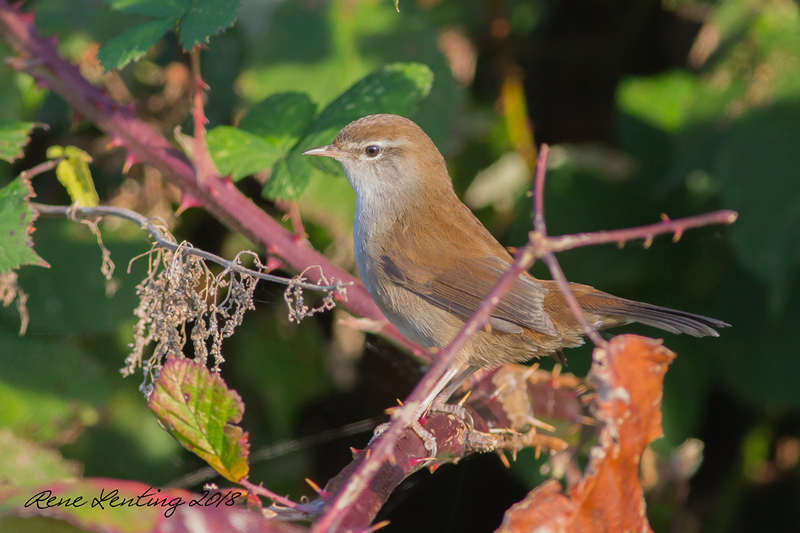 Cetti's Zanger
