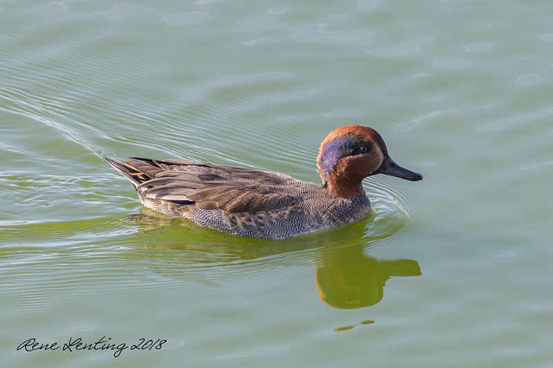Wintertaling