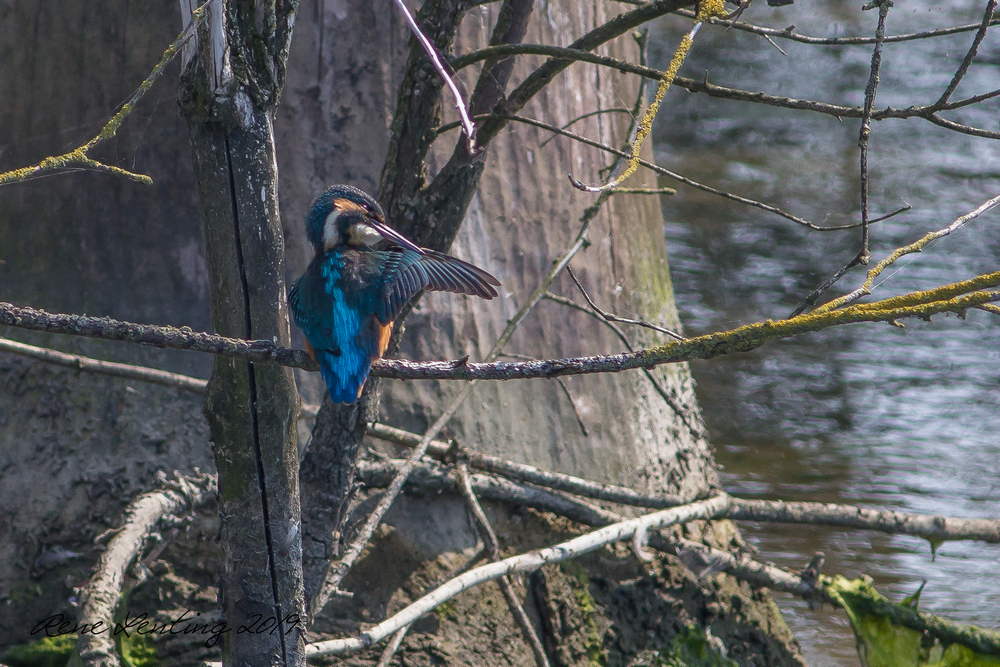 IJsvogel
