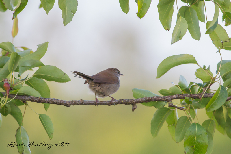 Cetti's Zanger